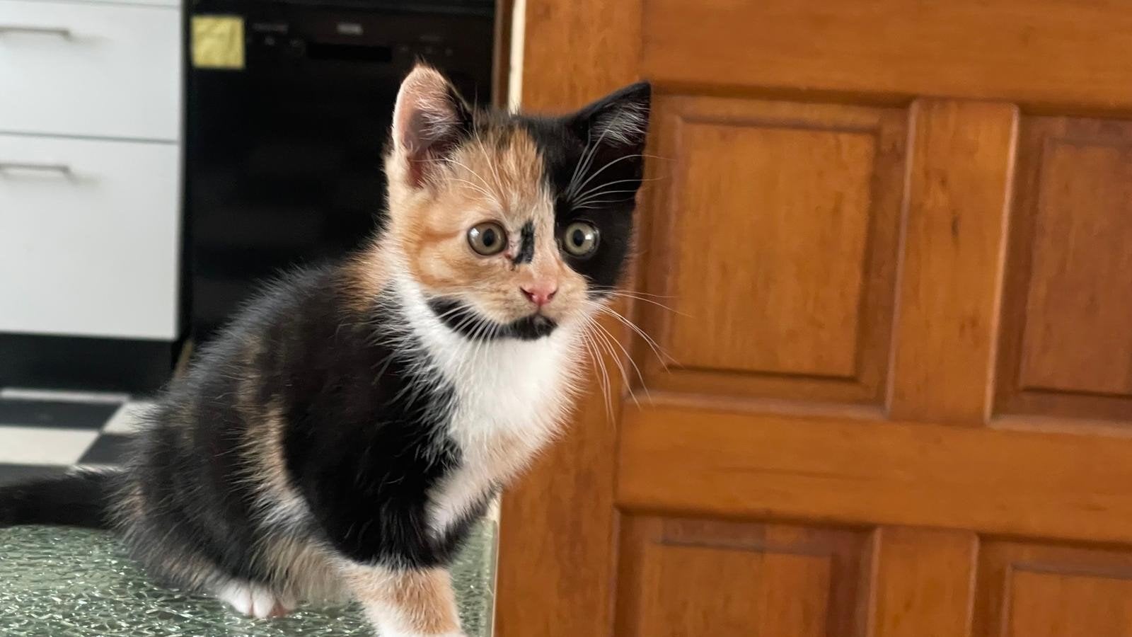 Kitten 9 weken, Kater