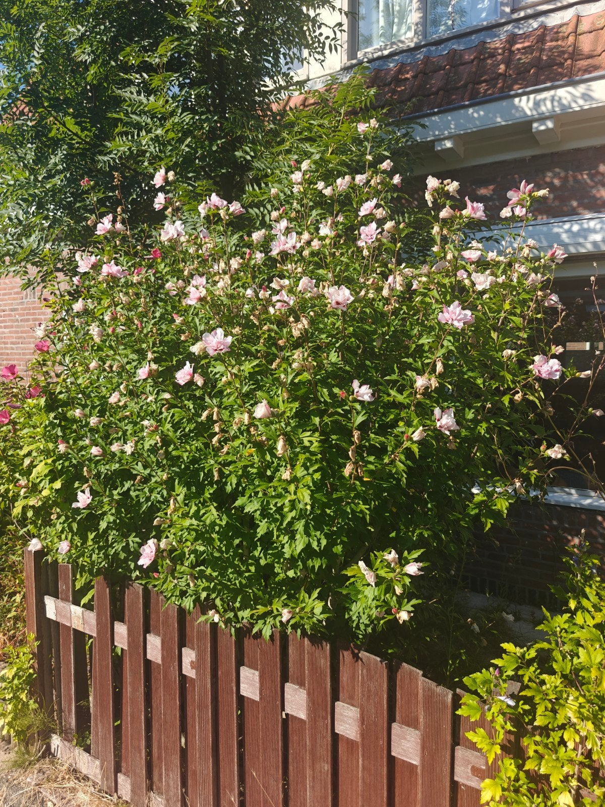 3 x tuin hibiscus, Tuin en Terras, Planten | Bomen, Ophalen, Volle zon, Overige soorten, 100 tot 250 cm