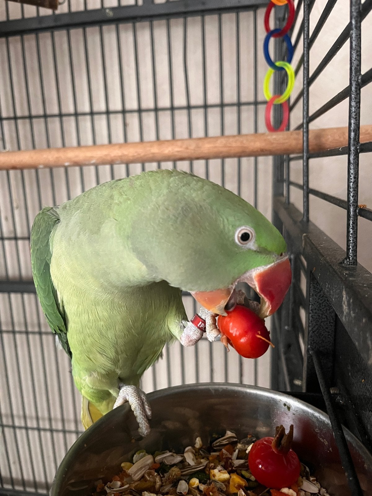 Diverse vogels ter overname, Meerdere dieren, Papegaai