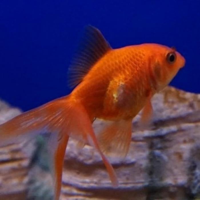 carrasius auratus, Vis