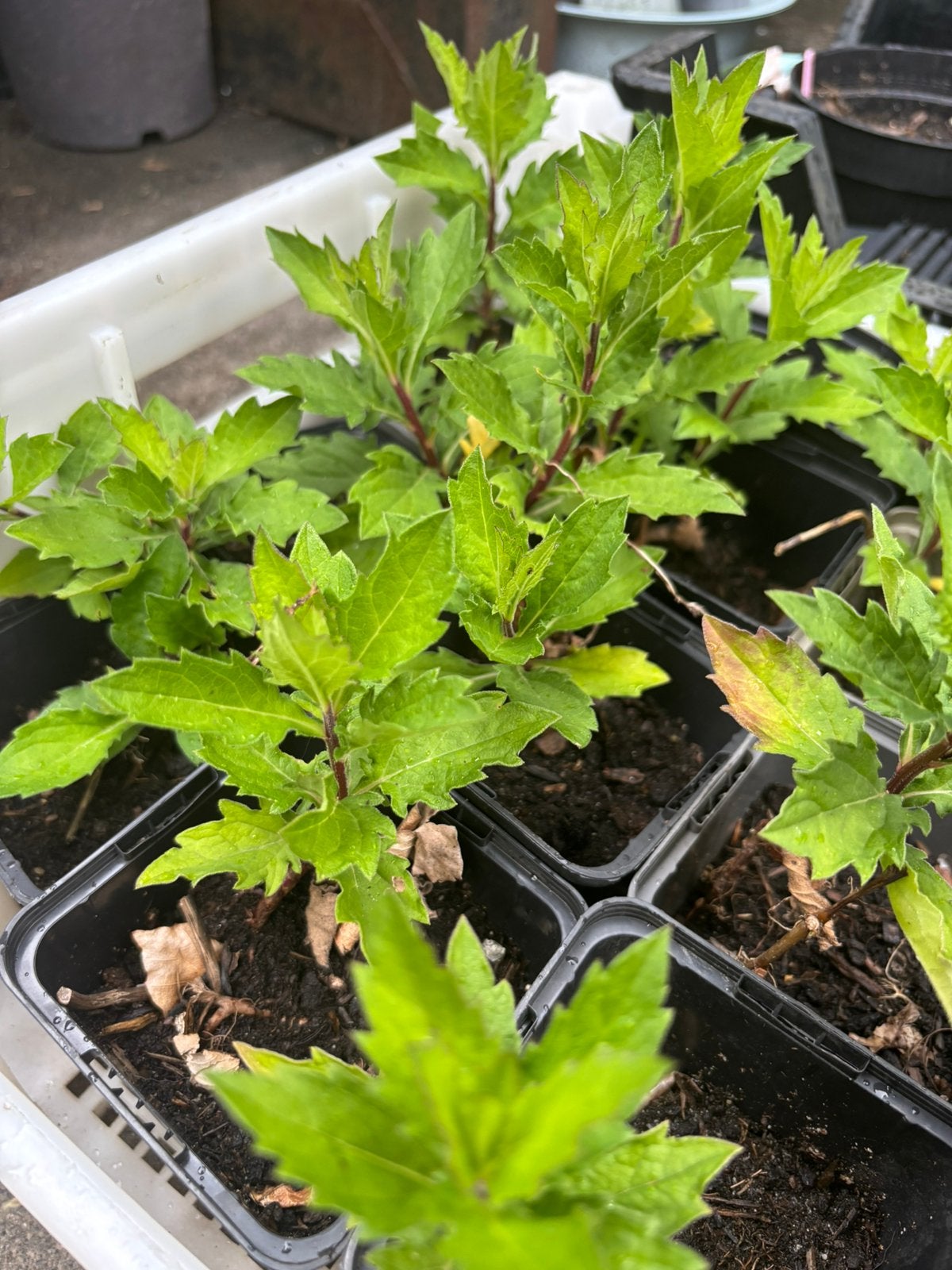 Bloeiende planten - bijenmagneet - Herfstaster, Tuin en Terras, Planten | Tuinplanten, Ophalen, Overige soorten, Volle zon