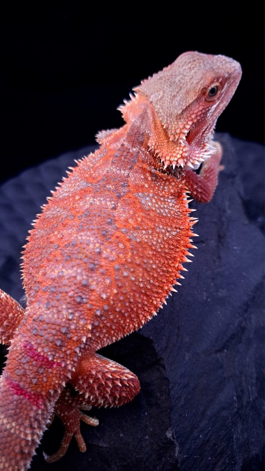 Donker Rode Hypo Baardagaam Vrouw het. Trans/Witblits Bearded Dragon photo 2