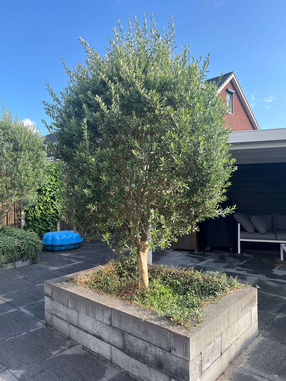 Olijfboom - Mediterrane sfeer in uw tuin, Tuin en Terras, Volle zon, Vaste plant, Bloeit niet, Ophalen