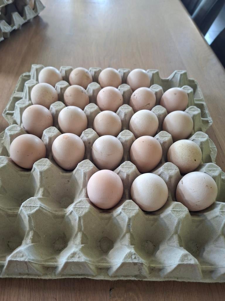 Parelhoeder broedeieren te koop, Dieren en Toebehoren, Pluimvee, Geslacht onbekend, Overige soorten