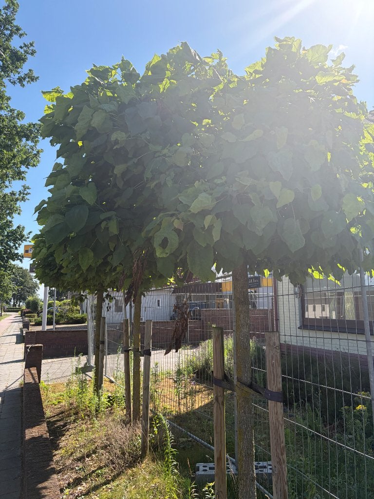 Waarschijnlijk Catalpa bignoniodes Nana, Ophalen, Overige soorten, 250 tot 400 cm, Zomer