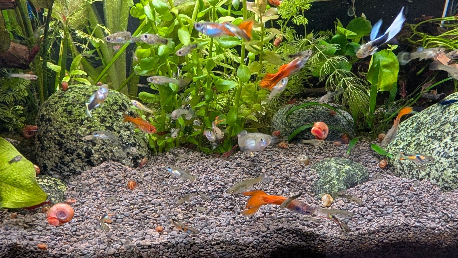 Guppy / endler mix, Vis