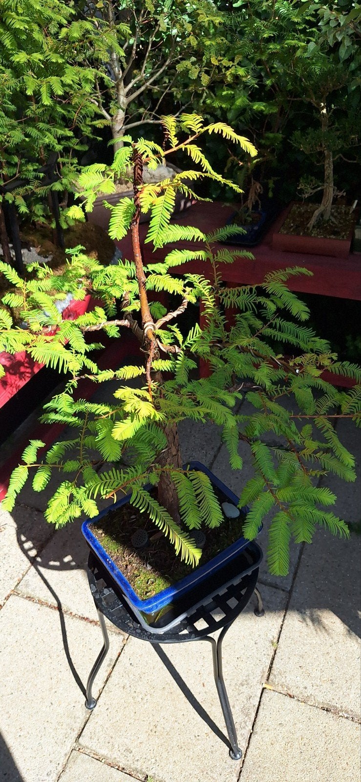 Metasequoia Bonsai 75cm  (Chin. Watercipres) met Jin, Ophalen of Verzenden, Bloeit niet, Overige soorten, Halfschaduw