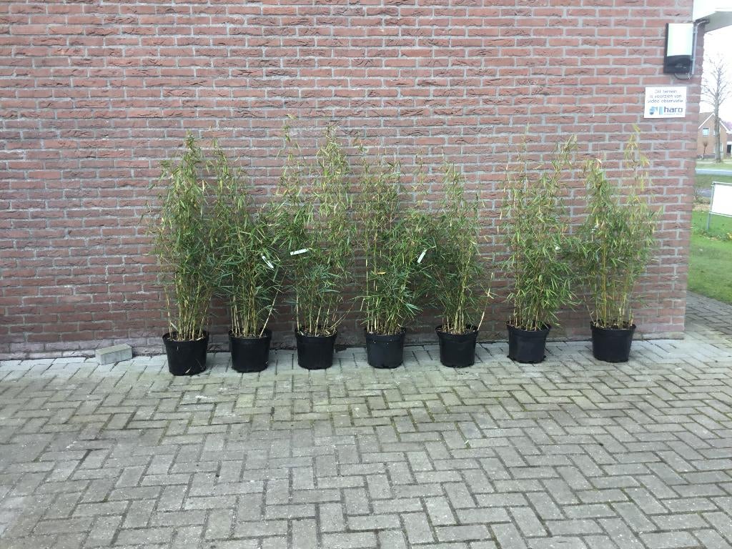 Fargesia Robusta Campbell, niet woekerende bamboe!!!, Volle zon, Vaste plant, Bloeit niet, Ophalen