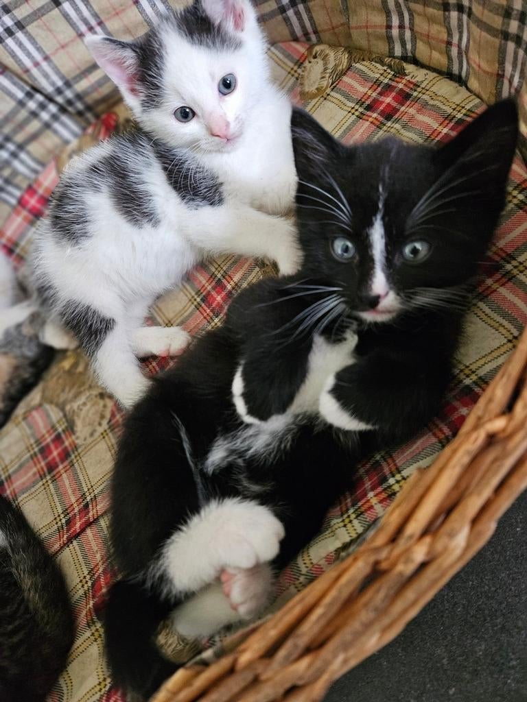 Gereserveerd, Dieren en Toebehoren, Katten en Kittens | Overige Katten, Meerdere dieren