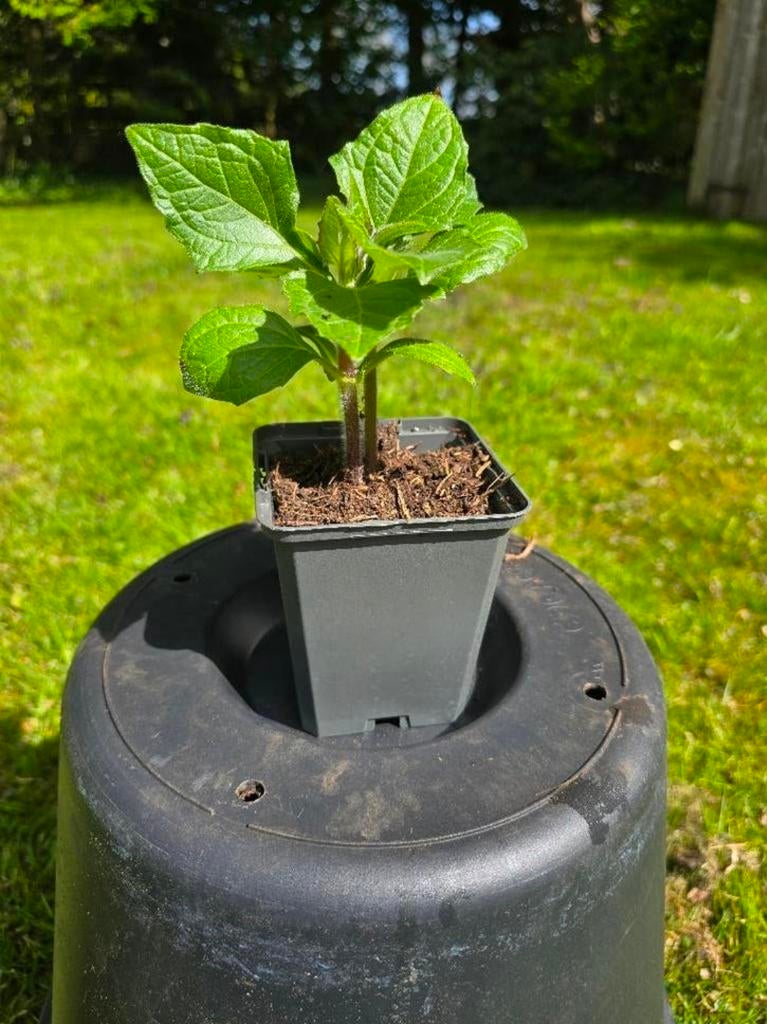 Biologische yacon- of appelwortelplantjes, Tuin en Terras, Planten | Tuinplanten, Ophalen, Eenjarig, Groenteplanten, Volle zon