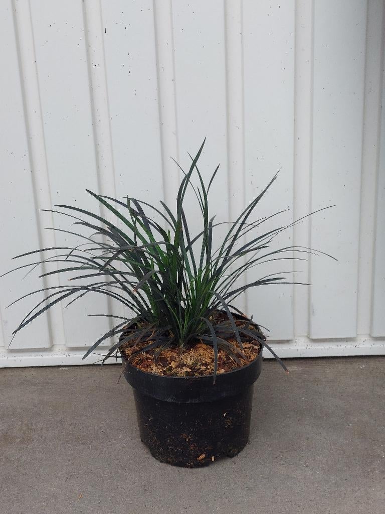 siergras Ophiopogon plan 'Niger (Slangenbaard), Ophalen, Vaste plant, Siergrassen, Halfschaduw