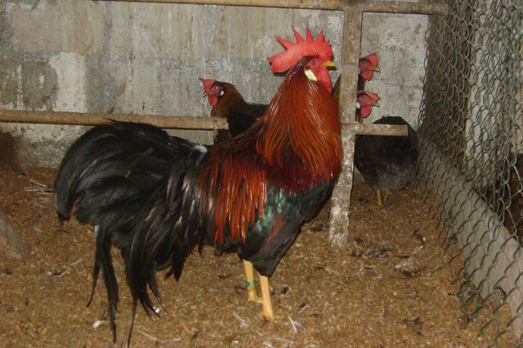 Broedeieren Leghorn Bruinpatrijs, Dieren en Toebehoren, Pluimvee, Kip, Geslacht onbekend