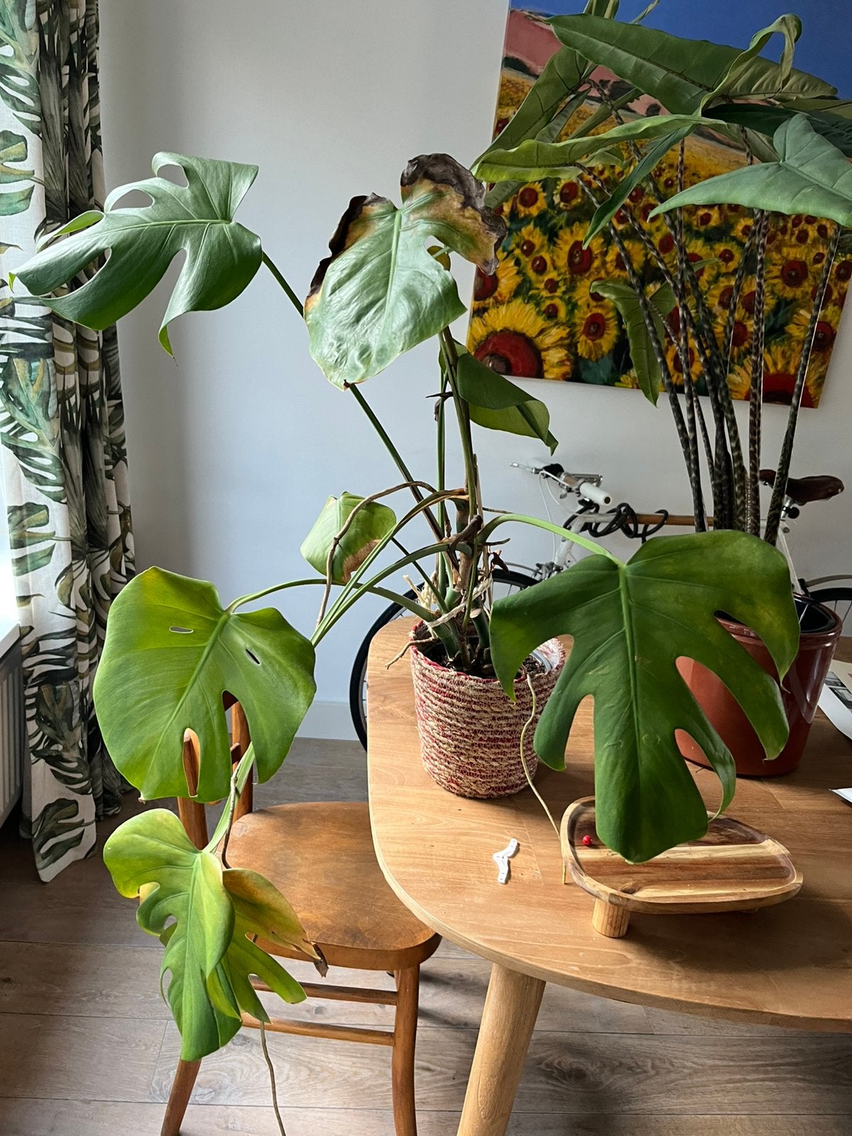 Monstera, Huis en Inrichting, Ophalen, 100 tot 150 cm, Overige soorten, Halfschaduw