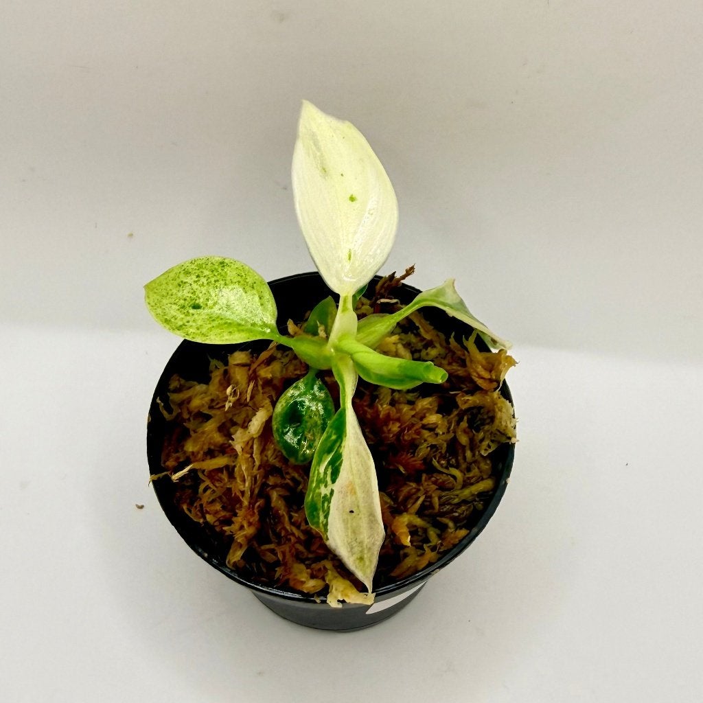 Philodendron Billietiae x José Buono Variegated, Huis en Inrichting, Kamerplanten, Verzenden, Halfschaduw, Minder dan 100 cm