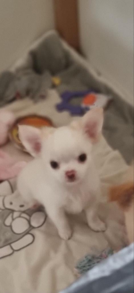 Langharig mini Chihuahua reutje beschikbaar, Meerdere, Meerdere dieren, Chihuahua, Nederland