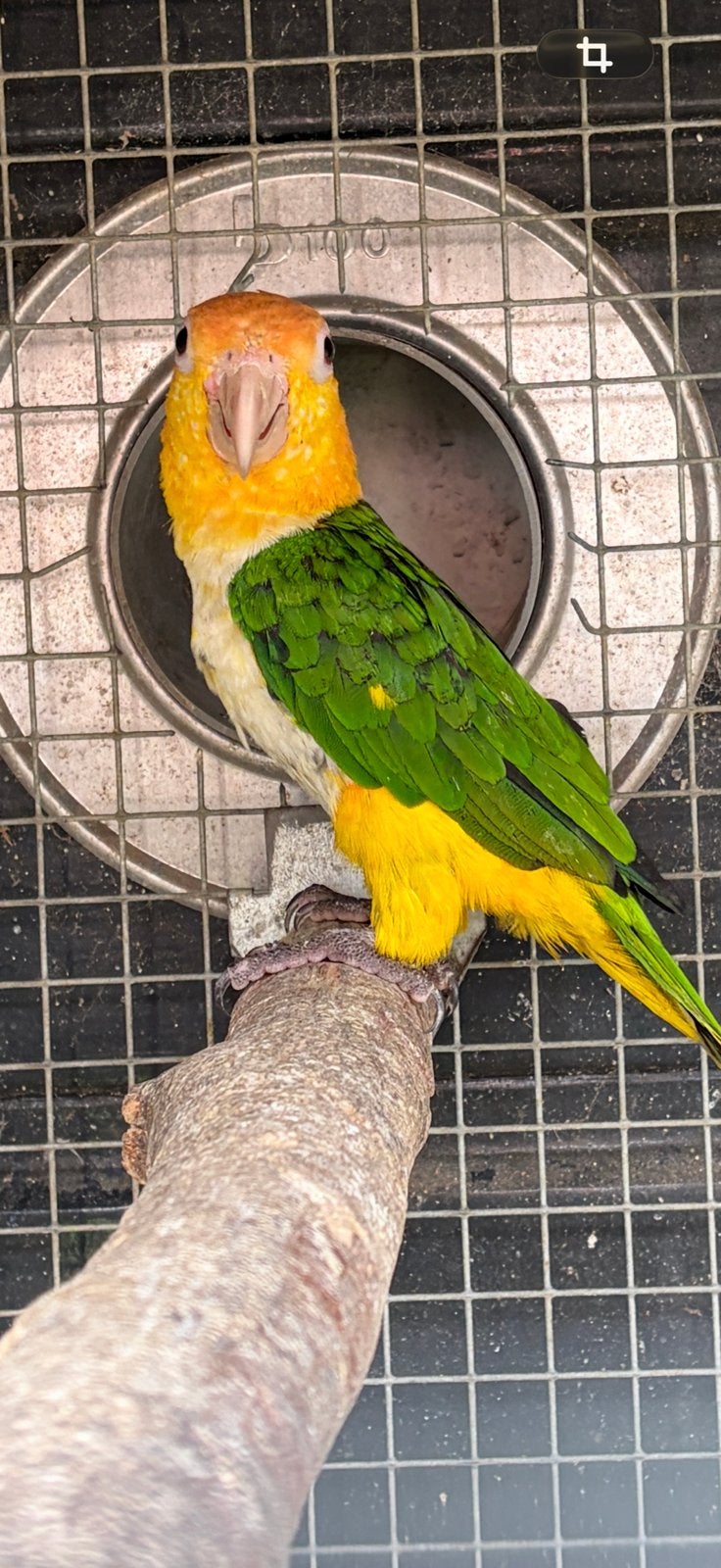 Roestkop caique, Dieren en Toebehoren, Geslacht onbekend, Papegaai, Geringd