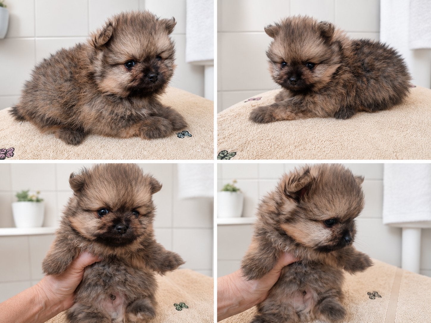 Pomeranian | Pomeriaan | Reu | Teef | Stamboom, Particulier, Keeshond, 15 weken tot 1 jaar, Buitenland