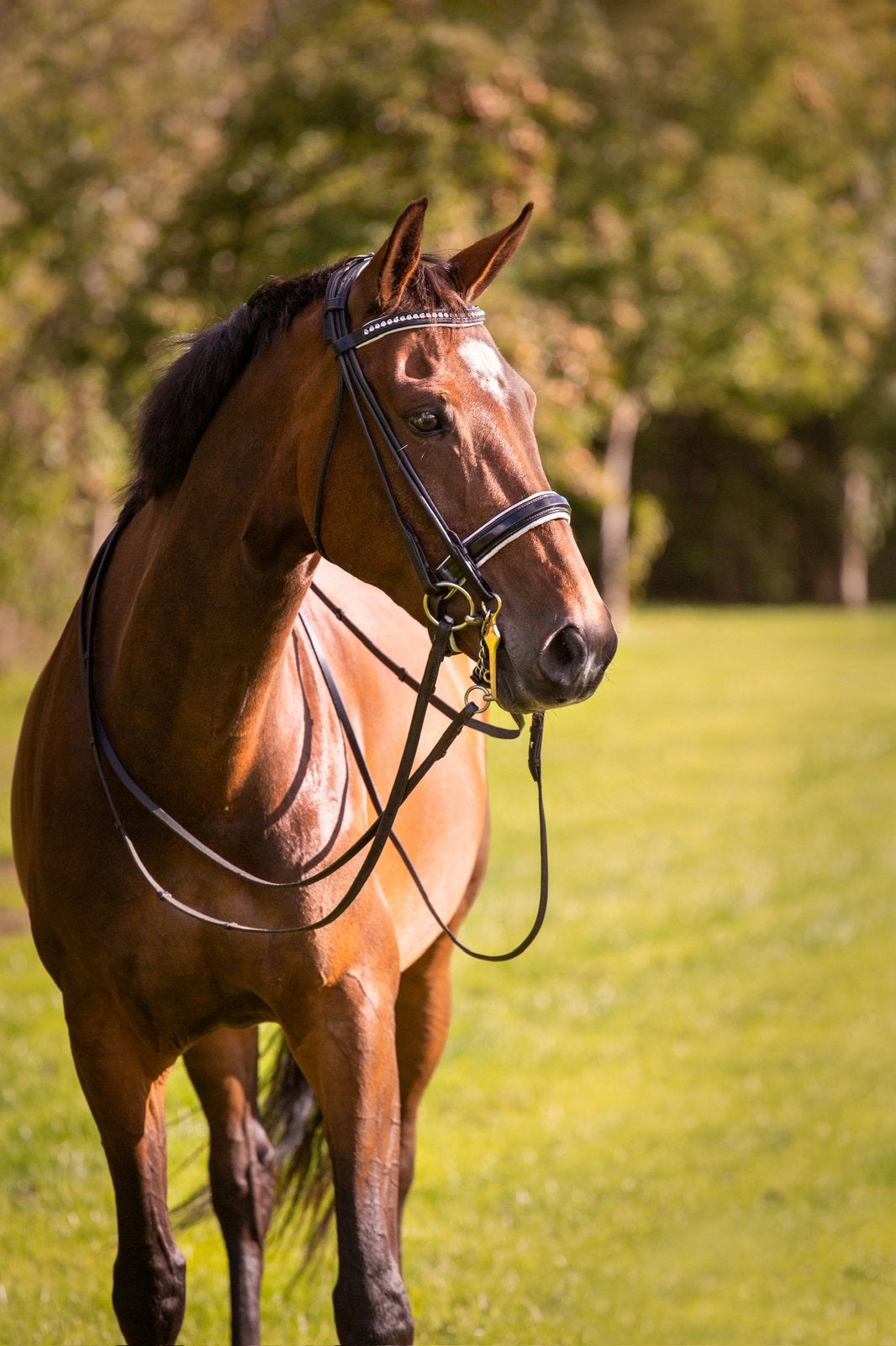 Lieve merrie – fok-/draagmerrie, coaching of weidemaatje, Merrie, 160 tot 165 cm, 11 jaar of ouder, Recreatiepaard
