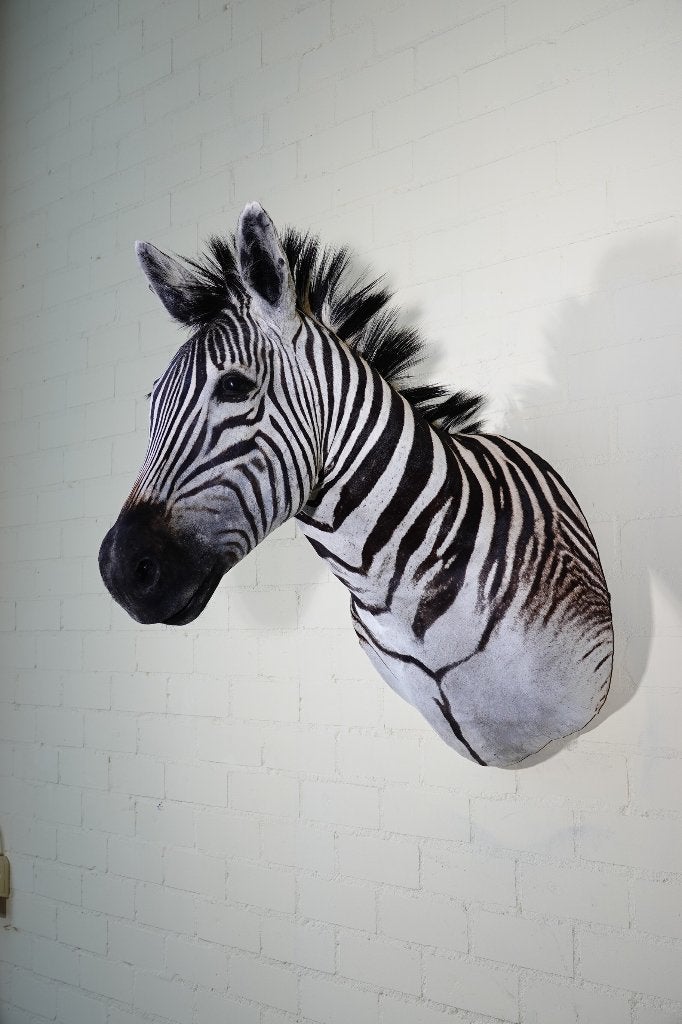 zebra shouldermounts taxidermy opgezette, Ophalen, Zo goed als nieuw, Hert, Gewei of Kop