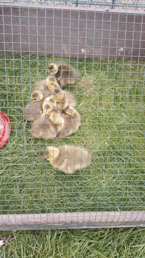 Kuikens van de Canadese gans, Dieren en Toebehoren, Pluimvee, Geslacht onbekend, Gans of Zwaan