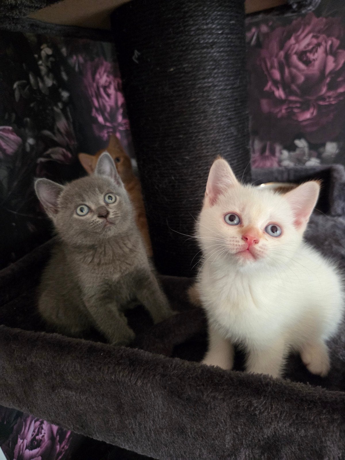 Britse korthaar kittens, Dieren en Toebehoren, Katten en Kittens | Raskatten | Korthaar, Kater, Ontwormd
