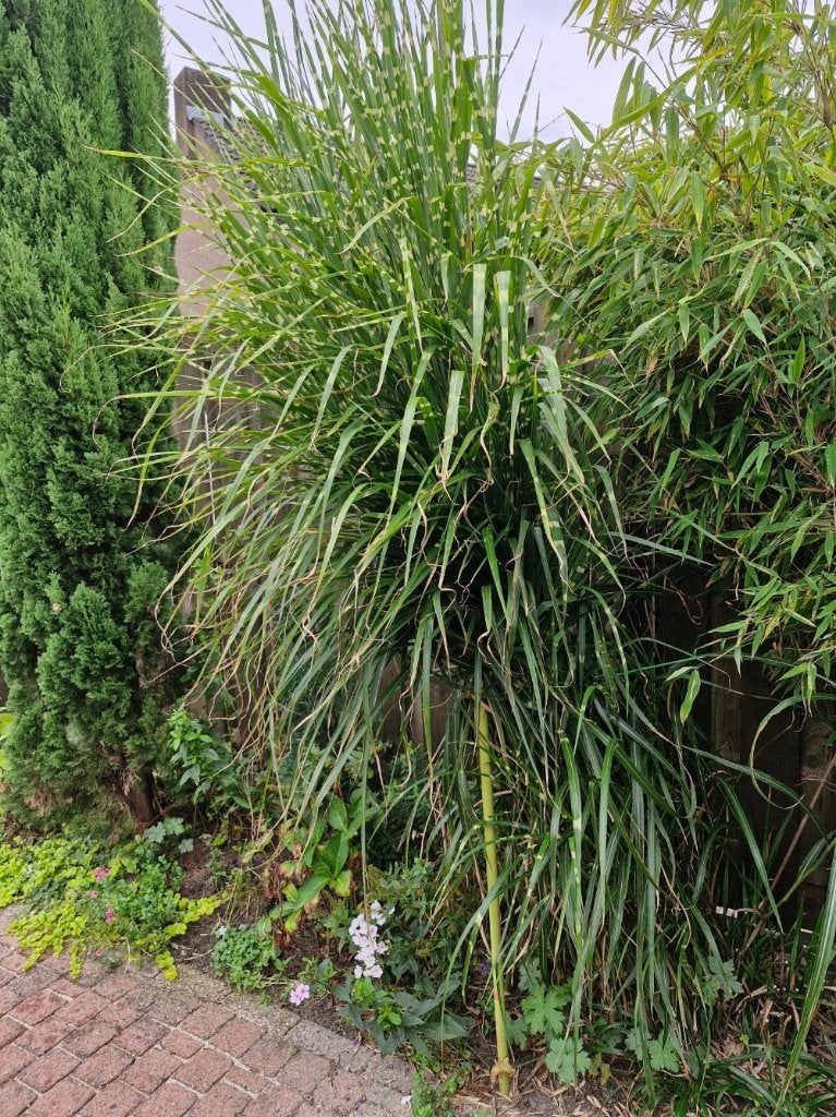 tuinplanten, Ophalen, Vaste plant, Siergrassen, Halfschaduw