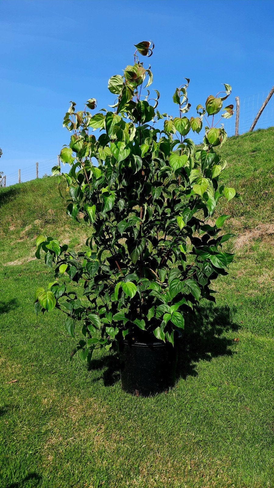 Kornoeltje Cornus kousa Chinensis 🌿, Ophalen, Overige soorten, 100 tot 250 cm