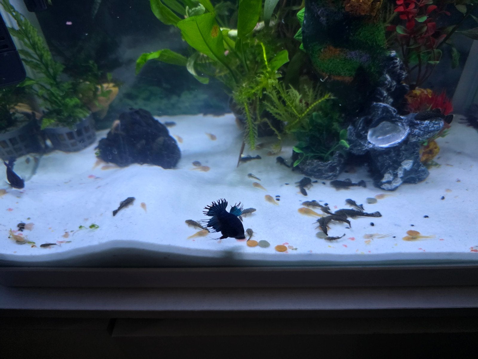 Zwarte/Gemarmerde/Albino en Gouden Modderkruipers, Dieren en Toebehoren, Vissen | Aquariumvissen, Vis, Zoetwatervis, Schoolvis