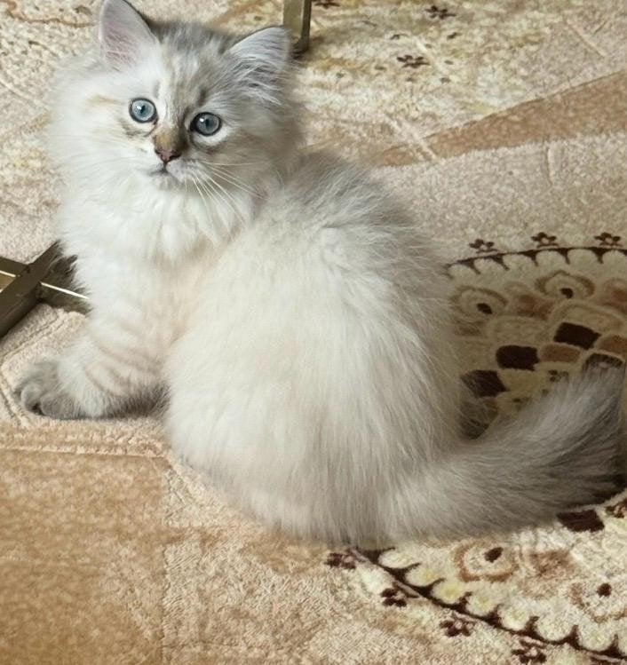 Kittens, Dieren en Toebehoren, Katten en Kittens | Raskatten | Langhaar