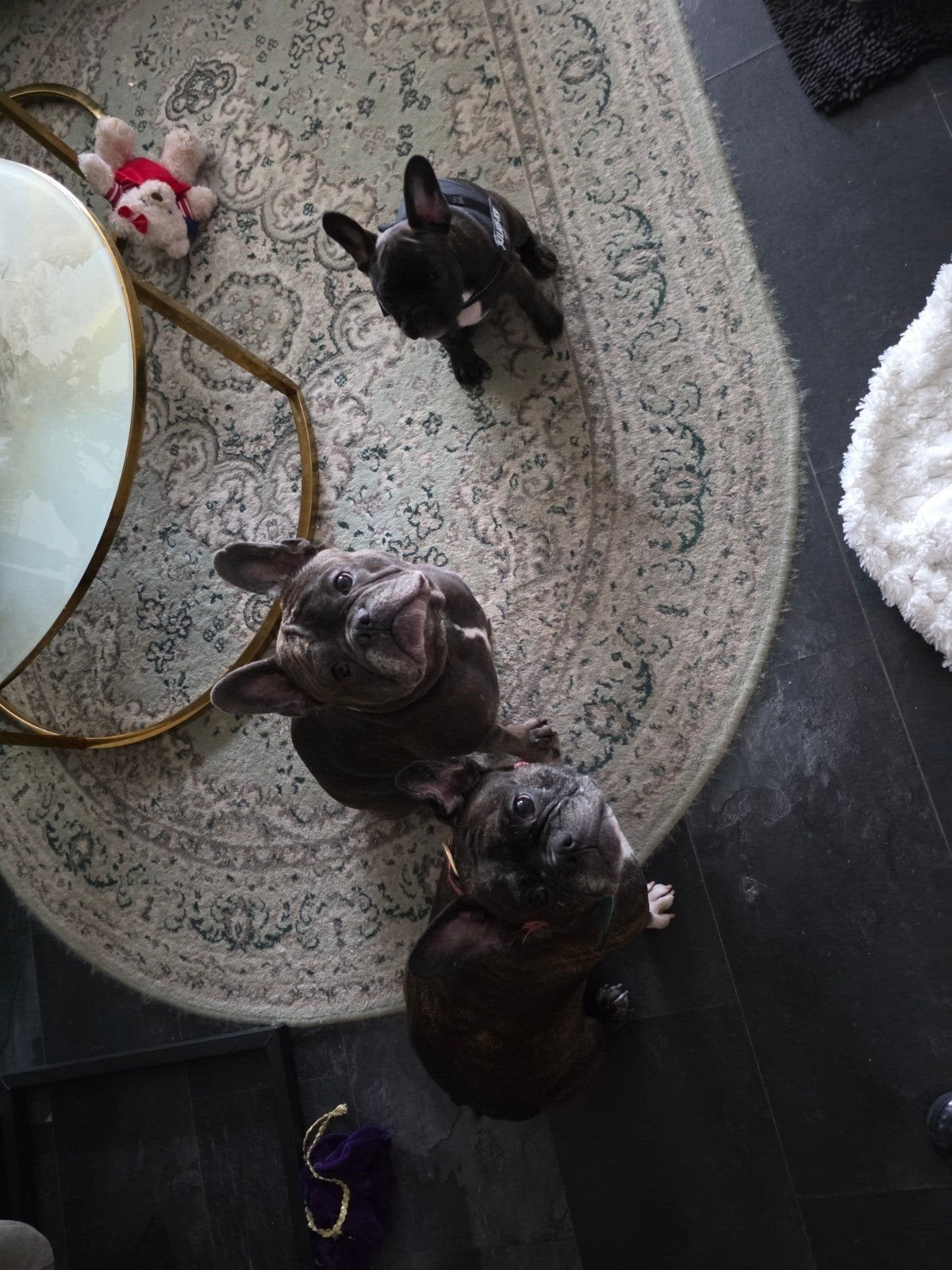 Laatste Franse bulldogpup te koop, Dieren en Toebehoren, Reu, 8 tot 15 weken, Bulldog, Eén hond