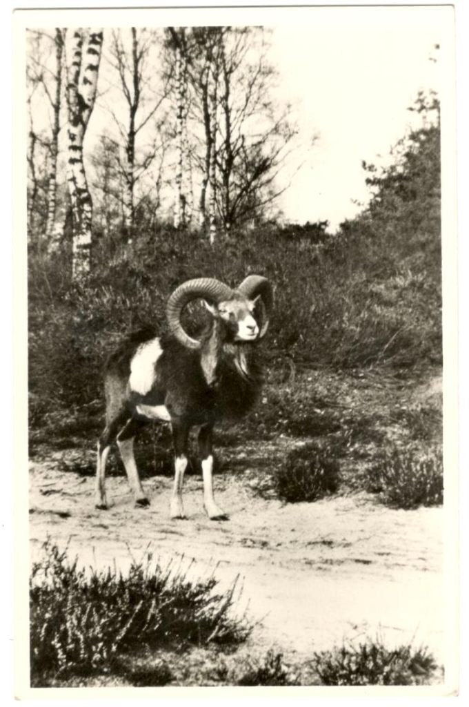 Hoenderlo  Moeflon - Ram  1956 Het nat. Park Hoge Veluwe, Verzamelen, Verzenden, 1940 tot 1960, Ongelopen, Gelderland