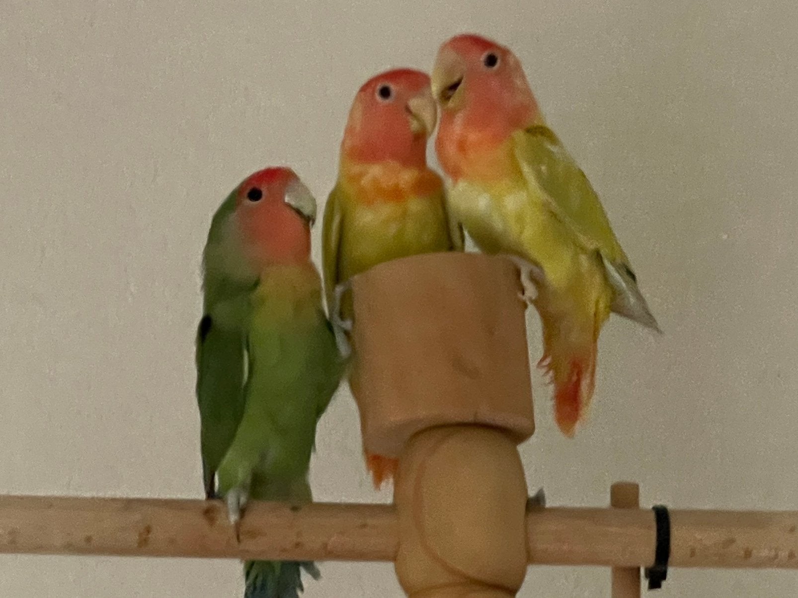 Jonge en Gezonde Agapornis Dwergpapegaai Lovebird Handtam, Meerdere dieren, Dwergpapegaai of Agapornis, Tam