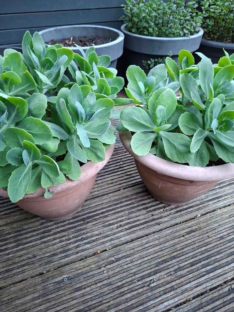 Vaste balkon of terras planten, Tuin en Terras, Bloempotten, Balkon, Rond, Ophalen of Verzenden, Minder dan 40 cm