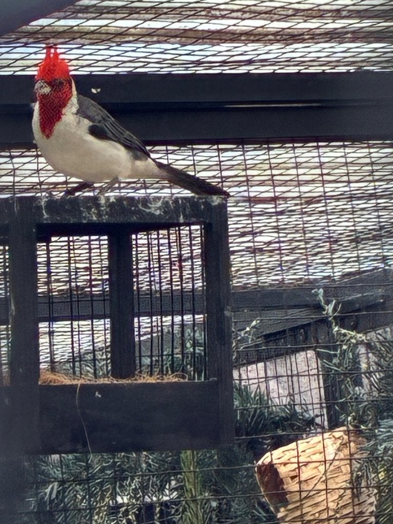 Roodkuifkardinalen, Dieren en Toebehoren, Meerdere dieren, Tropenvogel, Tam