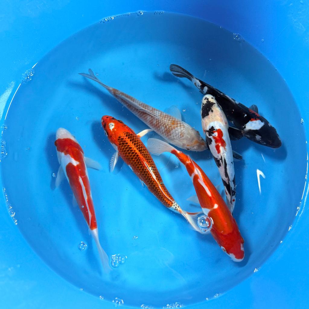 HQ Kawakami Tosai | 20-26cm | Japanse koi |, Karper of Koi