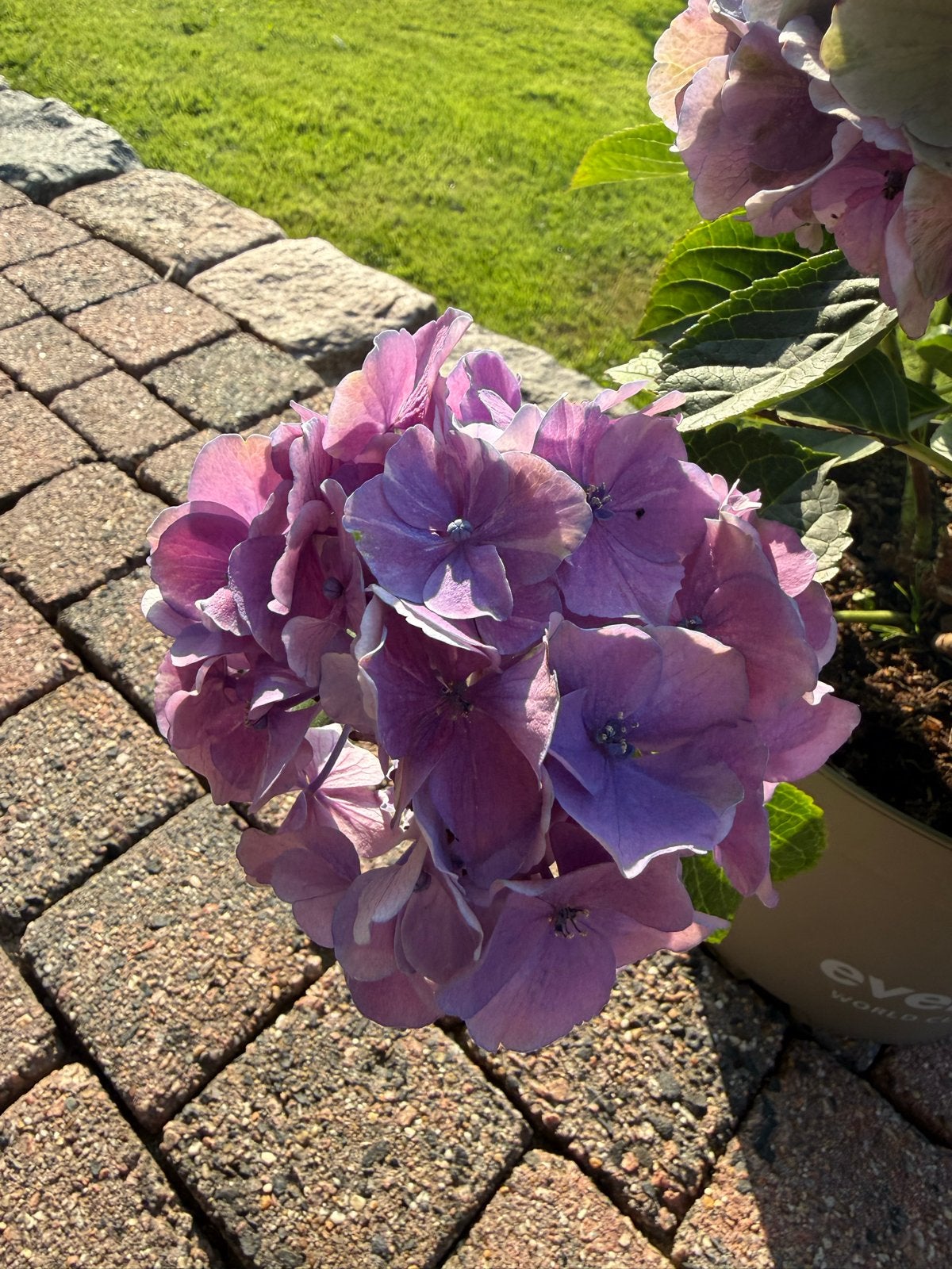 Prachtige paarse hortensia 4,50 per stuk, Tuin en Terras, Vaste plant, Halfschaduw, Zomer, Ophalen