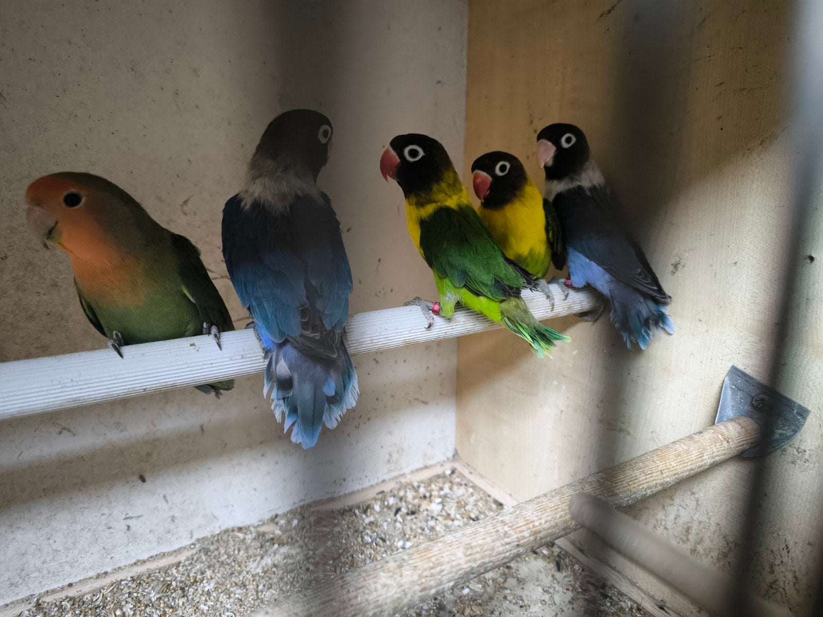 Bewezen wildkleur koppel agapornis persona, Dieren en Toebehoren, Meerdere dieren, Dwergpapegaai of Agapornis