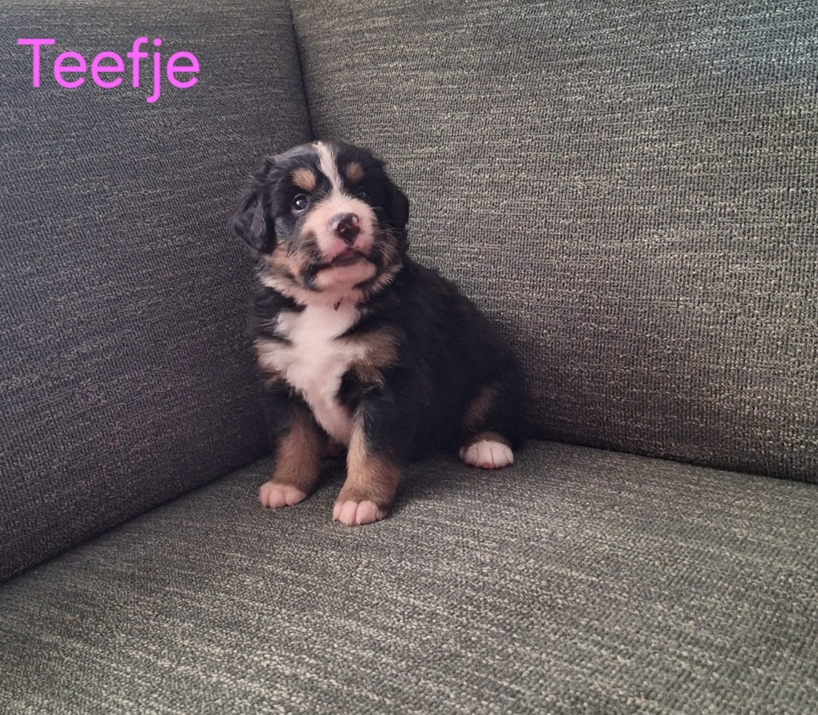De liefste gezinshond!! Benner Sennen. Nog 1x reu en 1x teef, Overige rassen, 8 tot 15 weken, Meerdere dieren, Eén hond