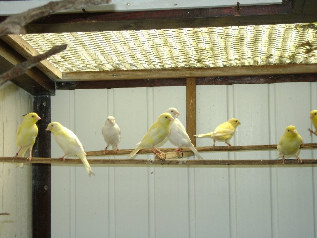 Kanaries, Meerdere dieren, Kleurkanarie