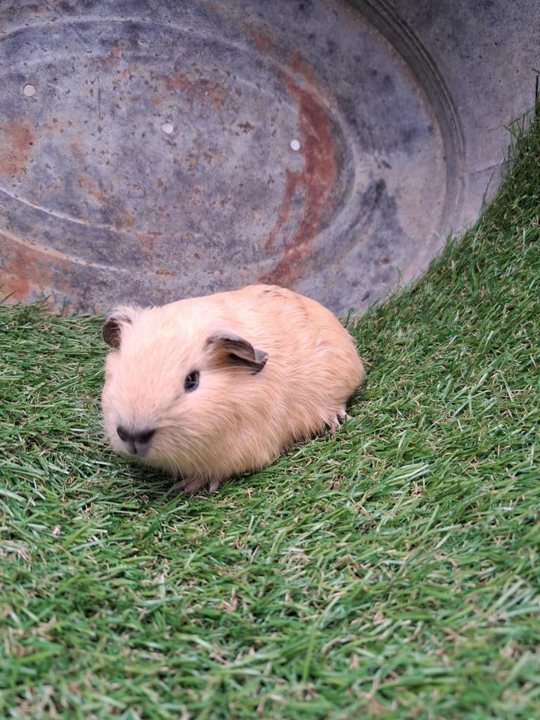 Creme california beertjes en zeugjes, Cavia, April, Meerdere dieren, Tam