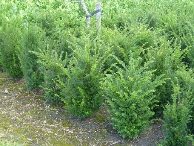 Taxus baccata, Venijnboom, taxushaag., Ophalen of Verzenden, 100 tot 250 cm