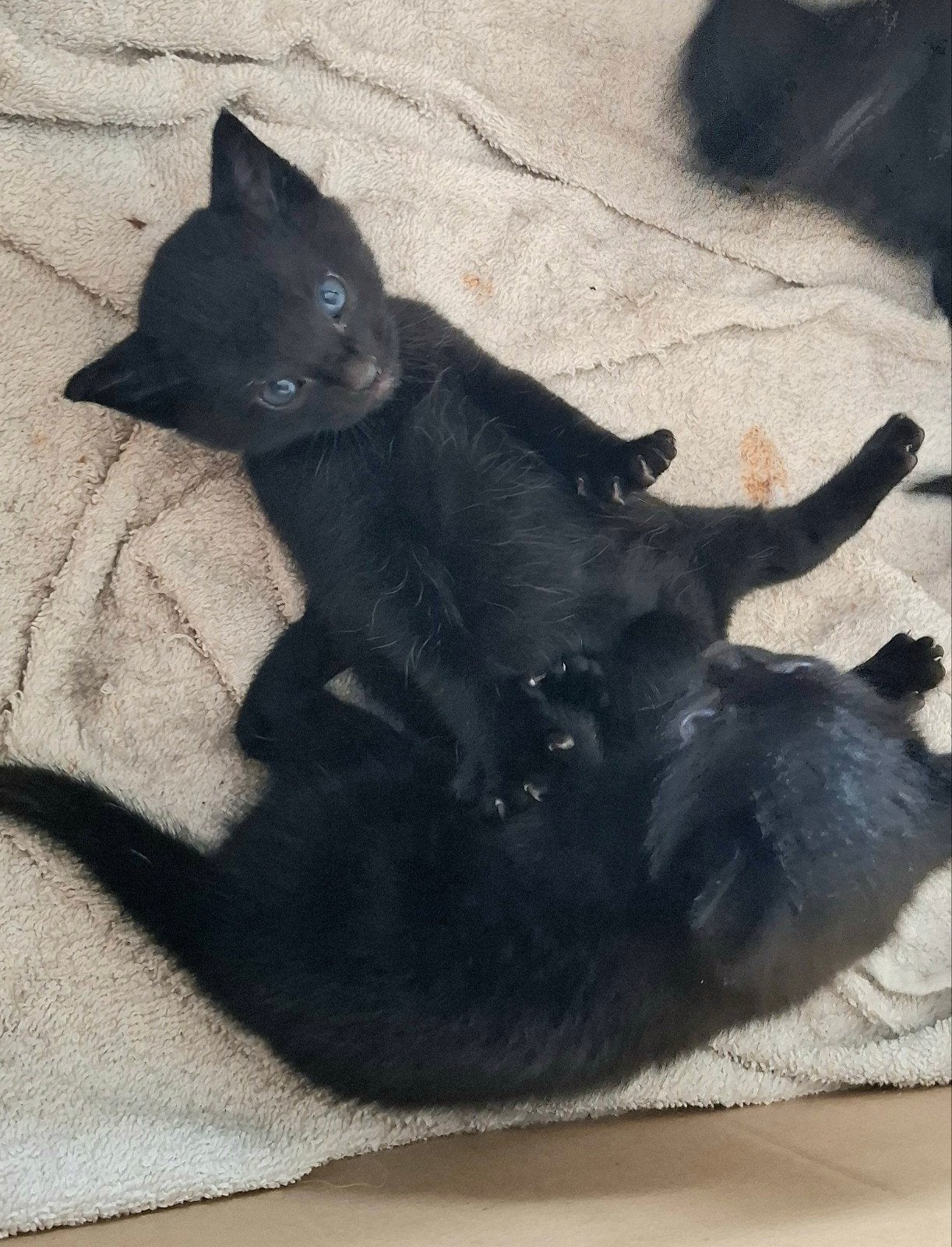 Zwarte kittens, Meerdere dieren, Kortharig