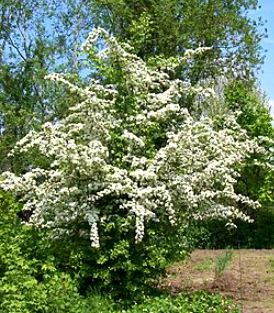 Te koop:  Meidoorn struik boom bio  inheems, Vaste plant, Halfschaduw, Lente, Ophalen