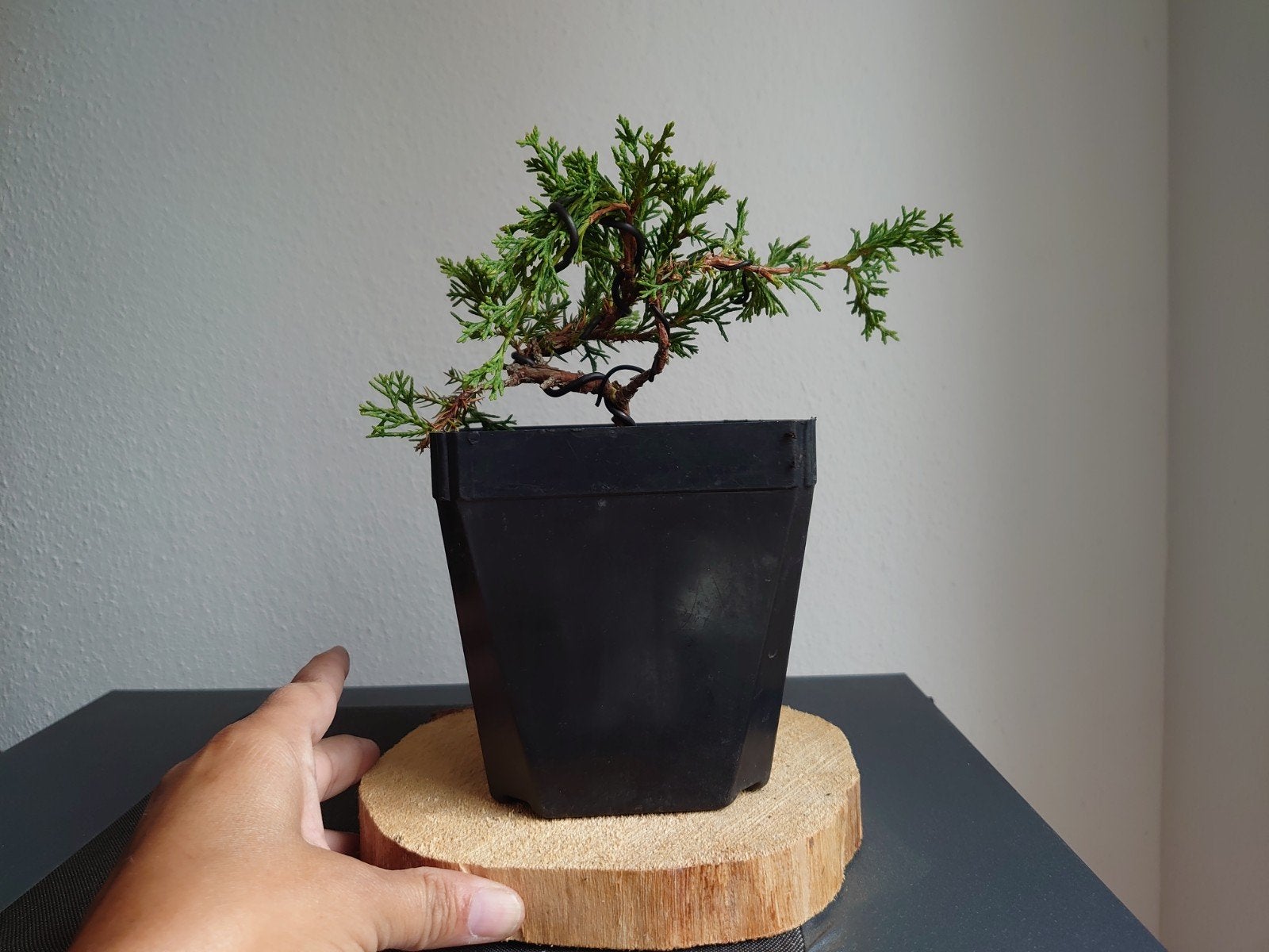 Juniper Itogawa Bonsai - Uniek exemplaar, Volle zon, Vaste plant, Bloeit niet, Ophalen