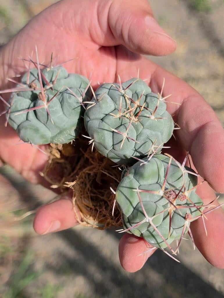 Thelocactus Hexaedrophorus, Huis en Inrichting, Kamerplanten, Ophalen of Verzenden, Halfschaduw, Minder dan 100 cm