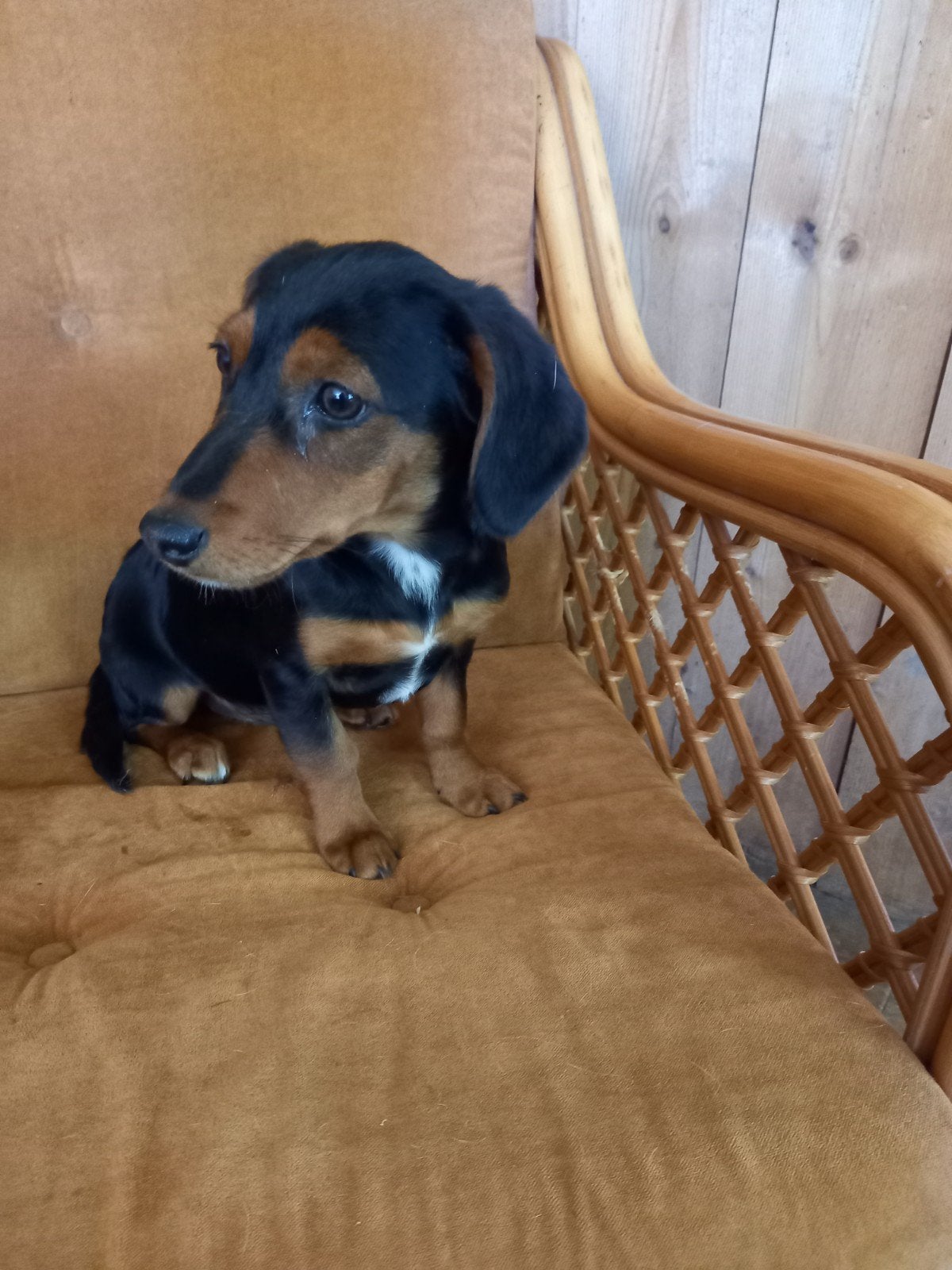 Jack Russel kruising pups, Parvo, Jack Russell Terriër, 8 tot 15 weken, Meerdere