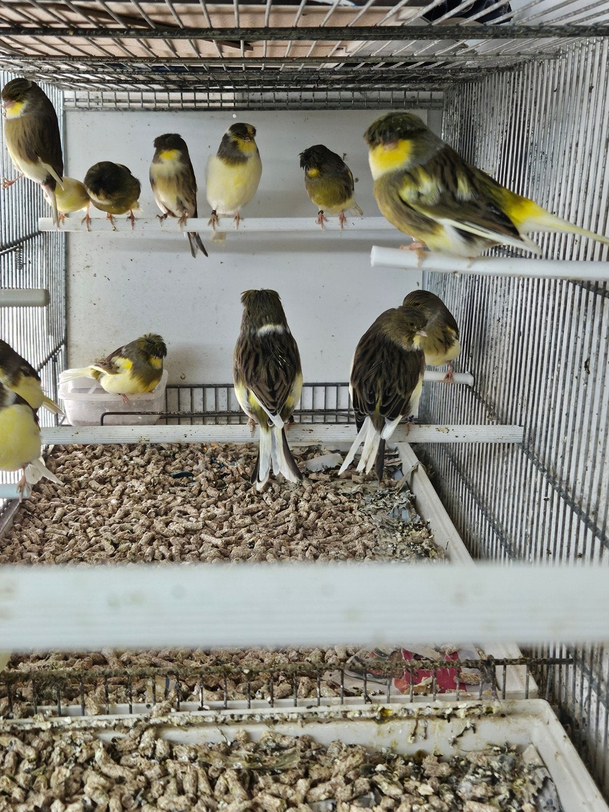 Mooie Glosters, Meerdere dieren, Kleurkanarie
