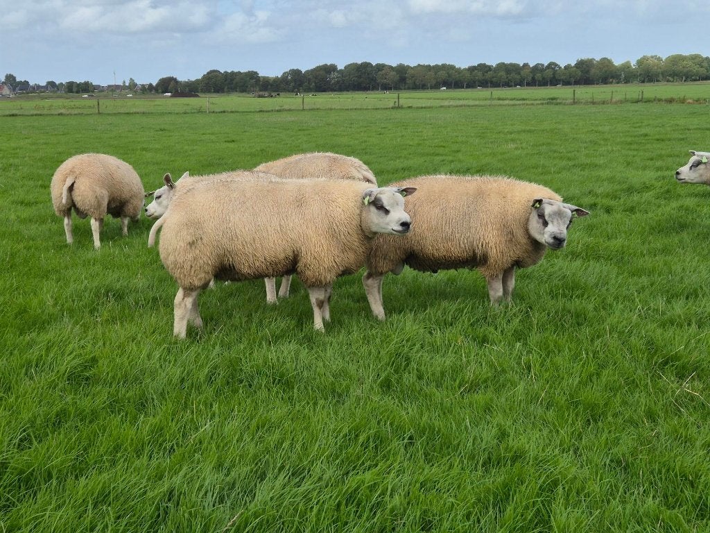 Texelse Stamboek dek rammen, Dieren en Toebehoren, Mannelijk, Schaap, 0 tot 2 jaar