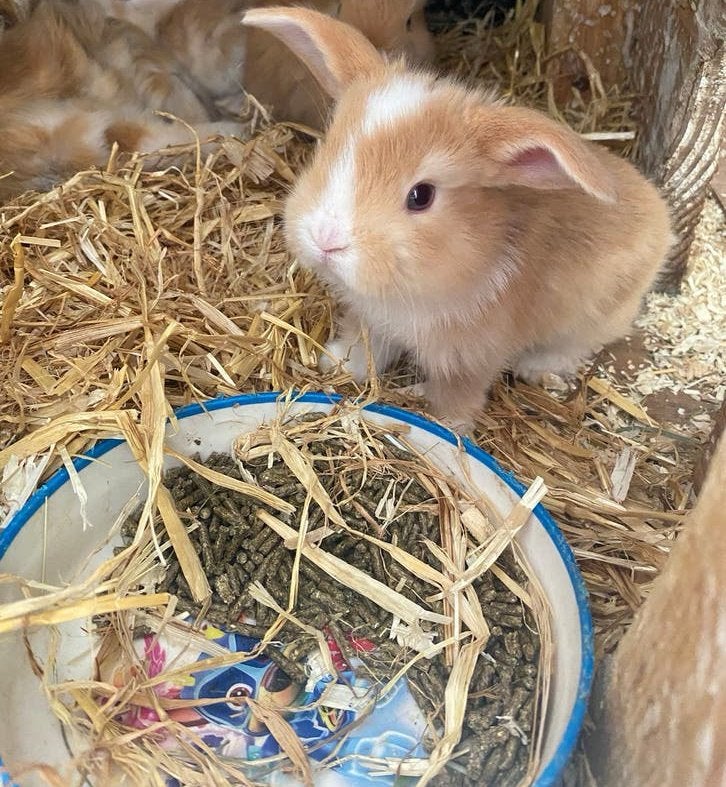 Baby dwerg konijntjes, Dieren en Toebehoren, Konijnen, Meerdere dieren, Dwerg