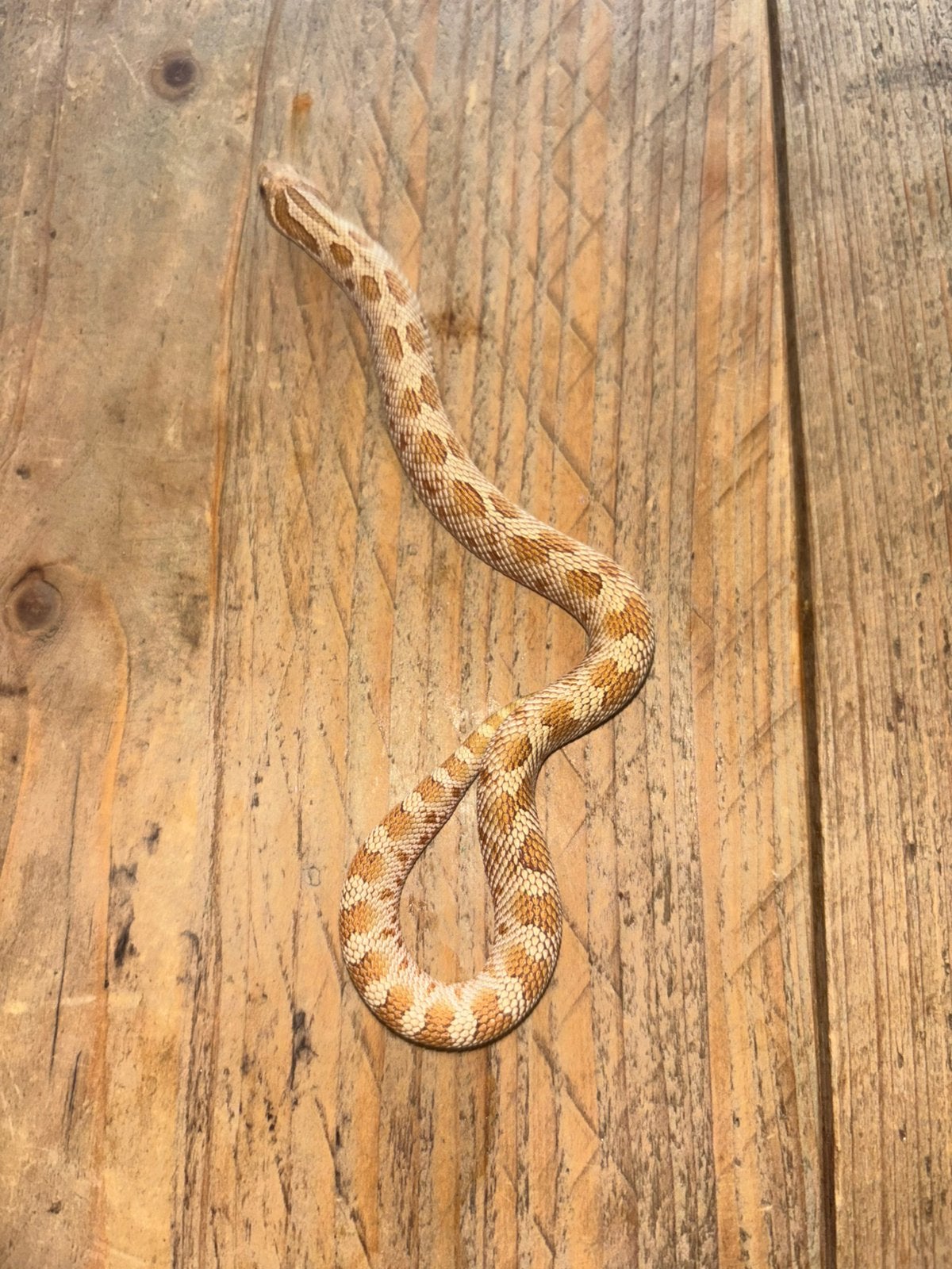 Toffee conda vrouw, Slang, 0 tot 2 jaar